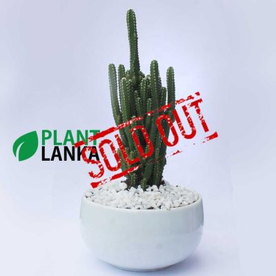 Cactus plants delivery in sri lanka