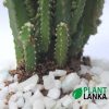 Plant lanka Cactus plant delivery as a gift