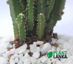 Plant lanka Cactus plant delivery as a gift