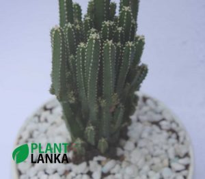 Plant lanka Cactus plant delivery as a gift