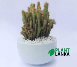 Plant lanka Cactus plant delivery as a gift