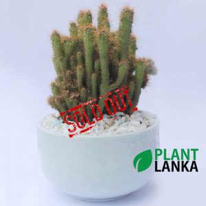 Fully grown cactus in a ceramic pot (සෙරමික් බඳුනක ඇති තනි කැක්ටස් පැලය) 4-5 years old