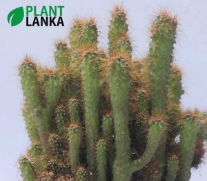 Plant lanka Cactus plant delivery as a gift