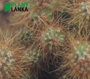 Plant lanka Cactus plant delivery as a gift