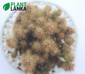 Plant lanka Cactus plant delivery as a gift