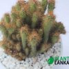 Plant lanka Cactus plant delivery as a gift