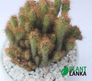 Plant lanka Cactus plant delivery as a gift