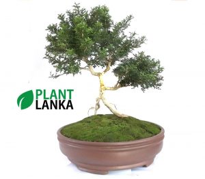Plant Lanka - Deliver premium plants in Sri Lanka