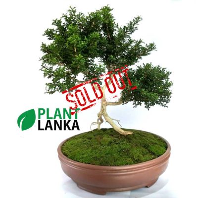 Akteriya (ඇක්ටේරියා) plant. 6-7 years old