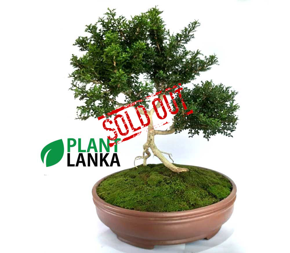 Akteriya (ඇක්ටේරියා) plant. 6-7 years old Akteriya (ඇක්ටේරියා) plant. 6-7 years old