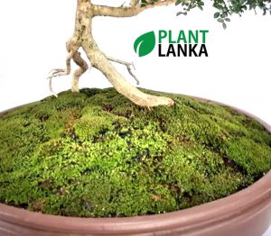 Plant Lanka - Deliver premium plants in Sri Lanka