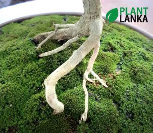 Plant Lanka - Deliver premium plants in Sri Lanka