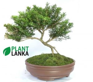 Plant Lanka - Deliver premium plants in Sri Lanka