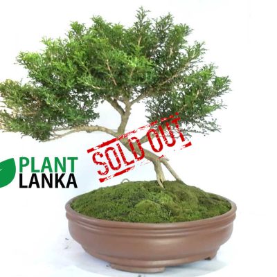 Akteriya (ඇක්ටේරියා) plant. 6-7 years old