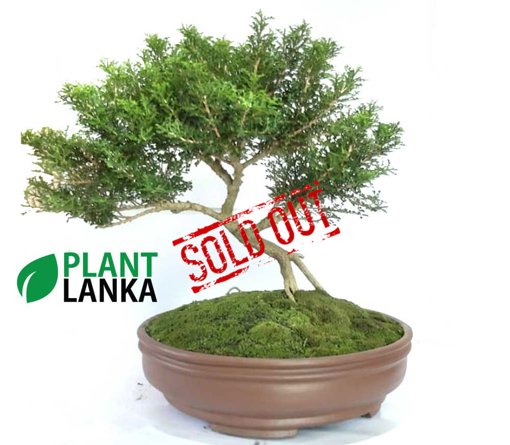 Akteriya (ඇක්ටේරියා) plant. 6-7 years old Akteriya (ඇක්ටේරියා) plant. 6-7 years old