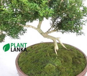 Plant Lanka - Deliver premium plants in Sri Lanka