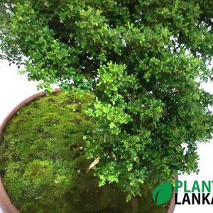 Plant Lanka – Deliver premium plants in Sri Lanka