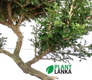 Plant Lanka - Deliver premium plants in Sri Lanka