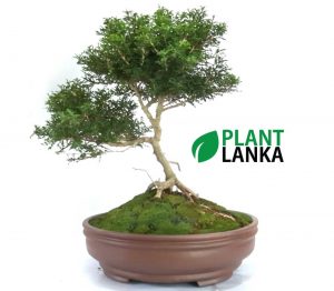 Plant Lanka - Deliver premium plants in Sri Lanka