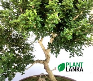 Plant Lanka - Deliver premium plants in Sri Lanka