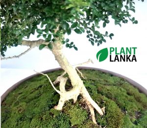 Plant Lanka - Deliver premium plants in Sri Lanka