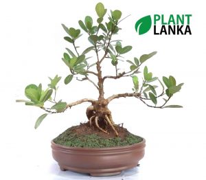 Bonsai Fig tree - Plant Lanka - Deliver premium plants in Sri Lanka