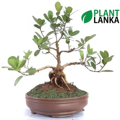 Bonsai Fig tree - Plant Lanka - Deliver premium plants in Sri Lanka