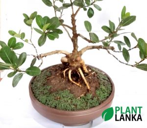 Bonsai Fig tree - Plant Lanka - Deliver premium plants in Sri Lanka