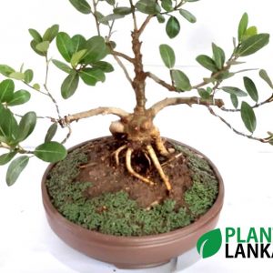 Bonsai Fig tree – Plant Lanka – Deliver premium plants in Sri Lanka