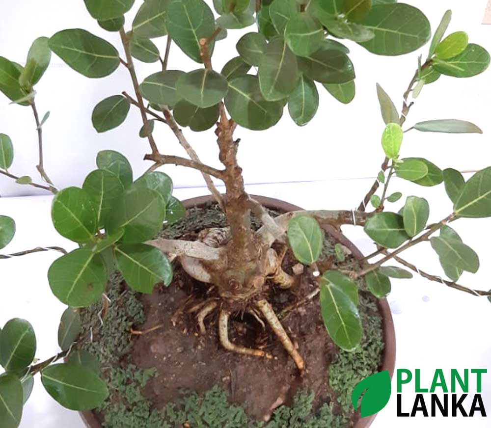 Bonsai Fig tree - Plant Lanka - Deliver premium plants in Sri Lanka