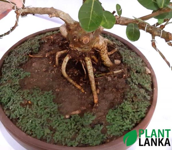 Bonsai Fig tree - Plant Lanka - Deliver premium plants in Sri Lanka