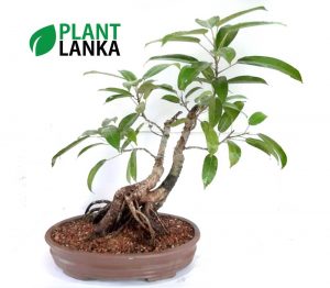 Bonsai black ficus tree - Plant Lanka - Deliver premium plants in Sri Lanka