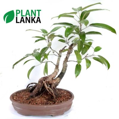 Bonsai black ficus tree - Plant Lanka - Deliver premium plants in Sri Lanka