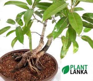 Bonsai black ficus tree - Plant Lanka - Deliver premium plants in Sri Lanka