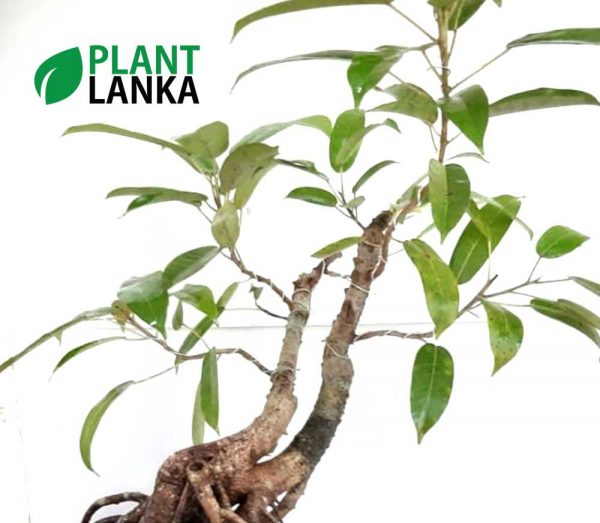 Bonsai black ficus tree - Plant Lanka - Deliver premium plants in Sri Lanka