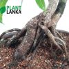 Bonsai black ficus tree - Plant Lanka - Deliver premium plants in Sri Lanka
