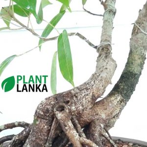 Bonsai black ficus tree – Plant Lanka – Deliver premium plants in Sri Lanka