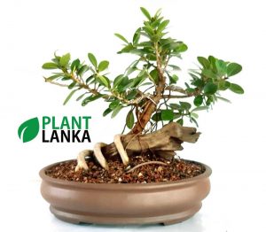 Bonsai nuga tree - Plant Lanka - Deliver premium plants in Sri Lanka