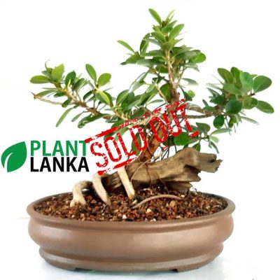 Nuga (නුග) bonsai plant. 6-7 years old