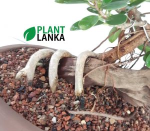 Bonsai nuga tree - Plant Lanka - Deliver premium plants in Sri Lanka