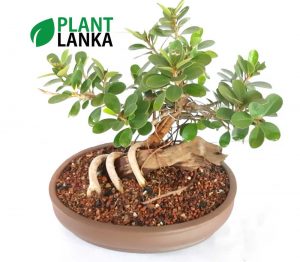 Bonsai nuga tree - Plant Lanka - Deliver premium plants in Sri Lanka