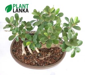 Bonsai nuga tree - Plant Lanka - Deliver premium plants in Sri Lanka