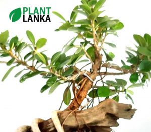 Bonsai nuga tree - Plant Lanka - Deliver premium plants in Sri Lanka