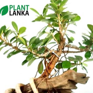 Bonsai nuga tree – Plant Lanka – Deliver premium plants in Sri Lanka