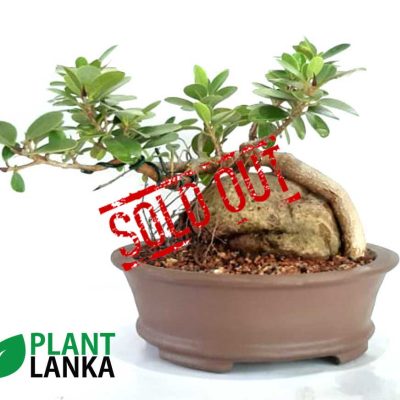 Unique gifts for any occasion - bonsai plants