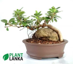 Bonsai nuga tree - Plant Lanka - Deliver premium plants in Sri Lanka