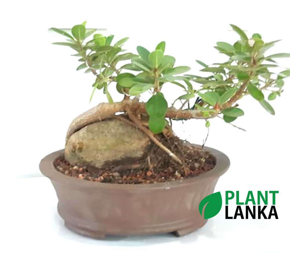Bonsai nuga tree - Plant Lanka - Deliver premium plants in Sri Lanka