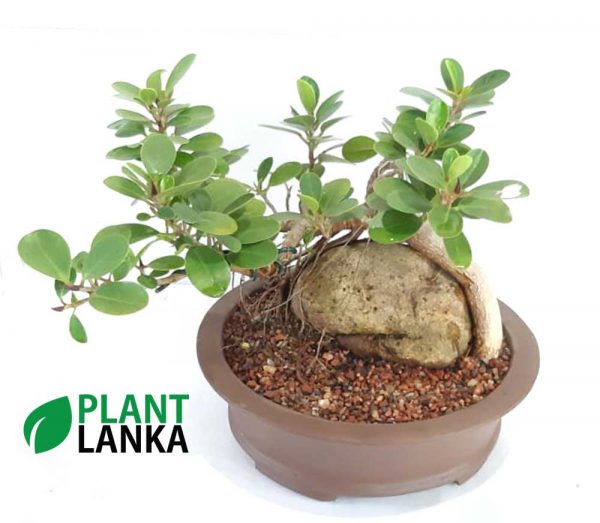 Bonsai nuga tree - Plant Lanka - Deliver premium plants in Sri Lanka