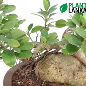 Bonsai nuga tree – Plant Lanka – Deliver premium plants in Sri Lanka