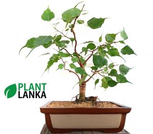 Bonsai boo tree - Plant Lanka - Deliver premium plants in Sri Lanka